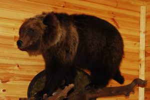 Охота на медведя в Новгородской области
