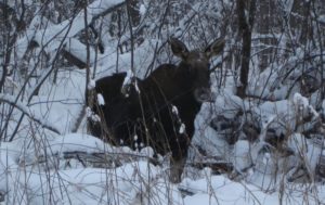 Охота на лося в Новгородской области 2