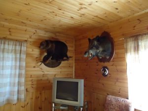 Охота в Новгородской области на кабана 2
